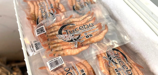 Gamba Blanca congelada